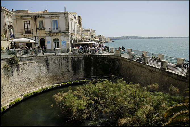 LA FONTE DI ARETUSA A ORTIGIA
